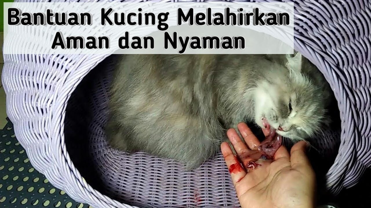 Detail Kucing Anggora Melahirkan Nomer 7