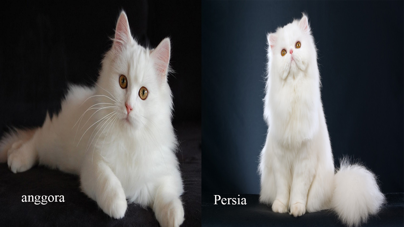Detail Kucing Anggora Persia Lucu Nomer 23
