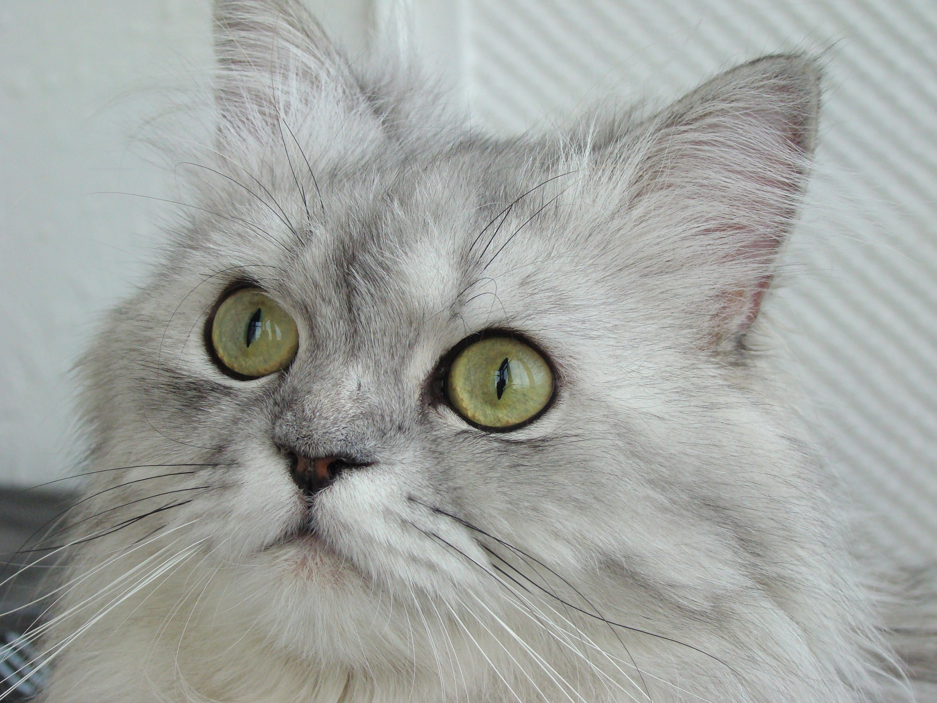 Detail Kucing Anggora Putih Abu Nomer 39