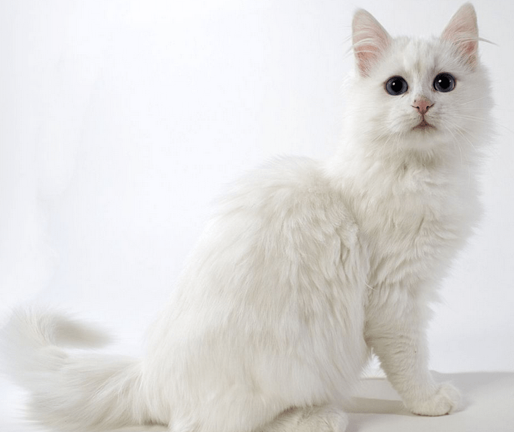 Detail Kucing Anggora Putih Kecil Nomer 26