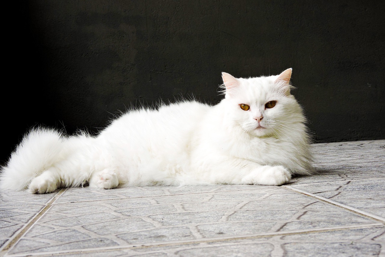 Detail Kucing Anggora Putih Kecil Nomer 44