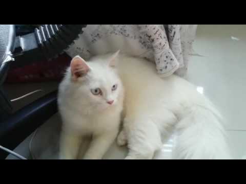 Detail Kucing Anggora Putih Lucu Nomer 2