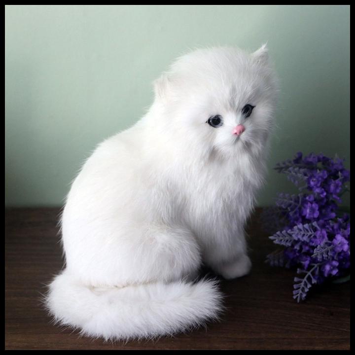 Detail Kucing Anggora Putih Lucu Nomer 5
