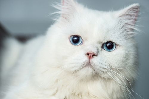 Detail Kucing Anggora Putih Mata Biru Nomer 18