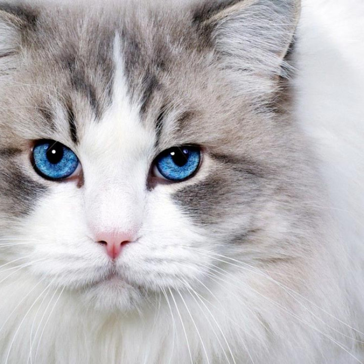Detail Kucing Anggora Putih Mata Biru Nomer 2