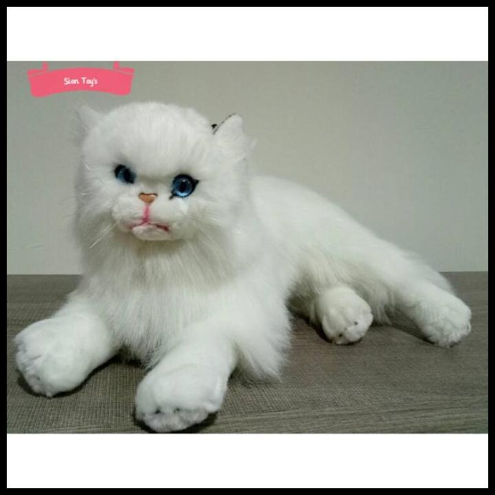 Detail Kucing Anggora Putih Mata Biru Nomer 21