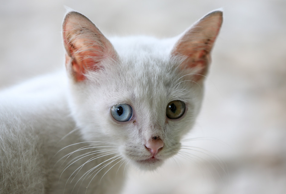 Detail Kucing Anggora Putih Mata Biru Nomer 26