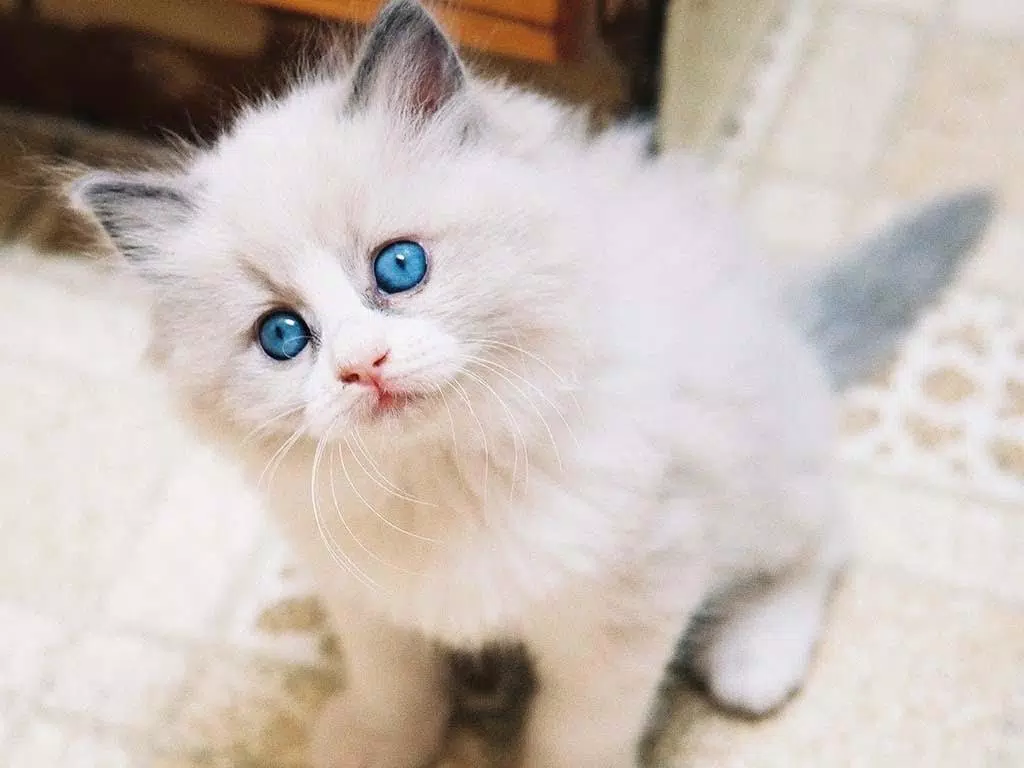 Detail Kucing Anggora Putih Mata Biru Nomer 30