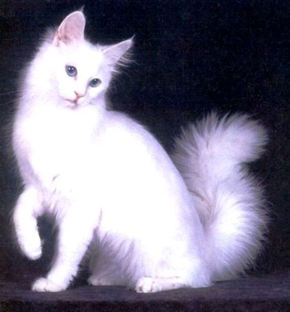 Detail Kucing Anggora Putih Mata Biru Nomer 42