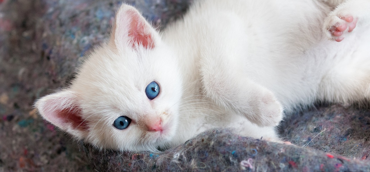 Detail Kucing Anggora Putih Mata Biru Nomer 45