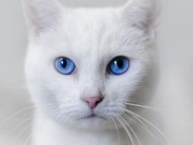 Detail Kucing Anggora Putih Mata Biru Nomer 8