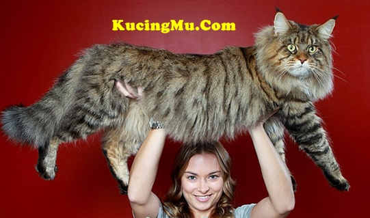 Detail Kucing Anggora Terbesar Di Dunia Nomer 16