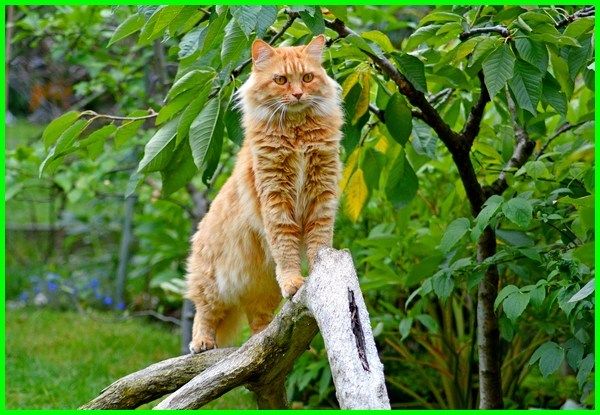Detail Kucing Anggora Terbesar Di Dunia Nomer 20