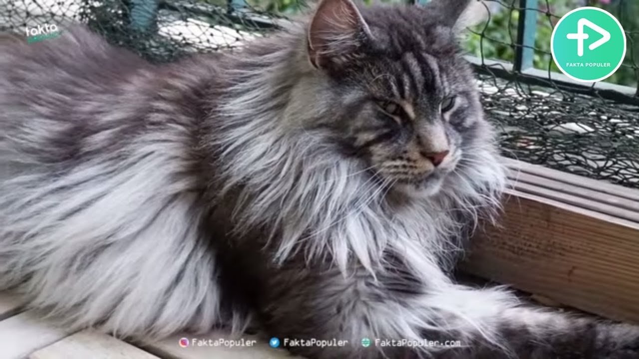 Detail Kucing Anggora Terbesar Di Dunia Nomer 3