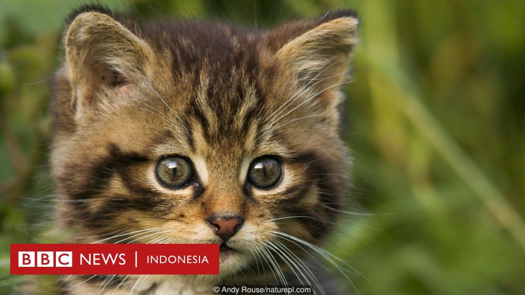 Detail Kucing Anggora Terbesar Di Dunia Nomer 31