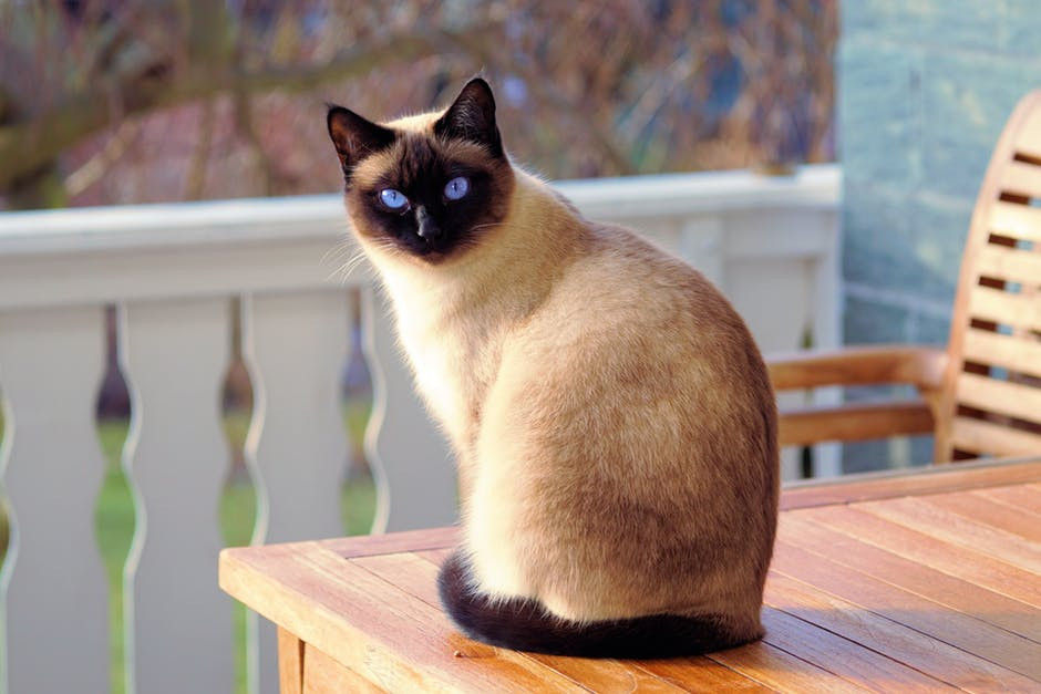 Detail Kucing Anggora Tercantik Di Dunia Nomer 21
