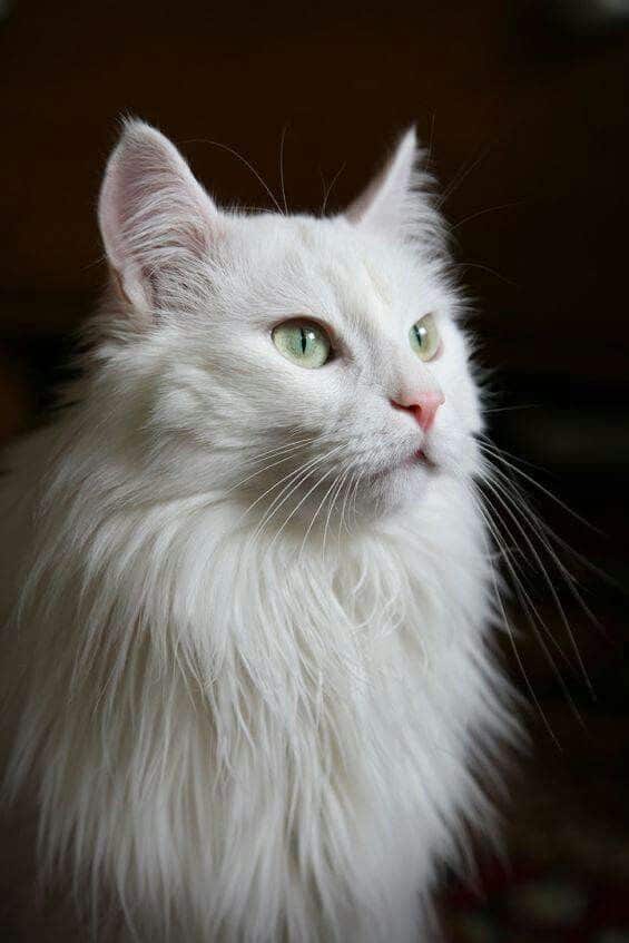 Download Kucing Anggora Tercantik Di Dunia Nomer 39