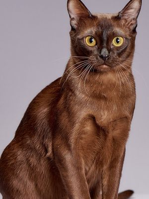 Detail Kucing Anggora Warna Coklat Nomer 15