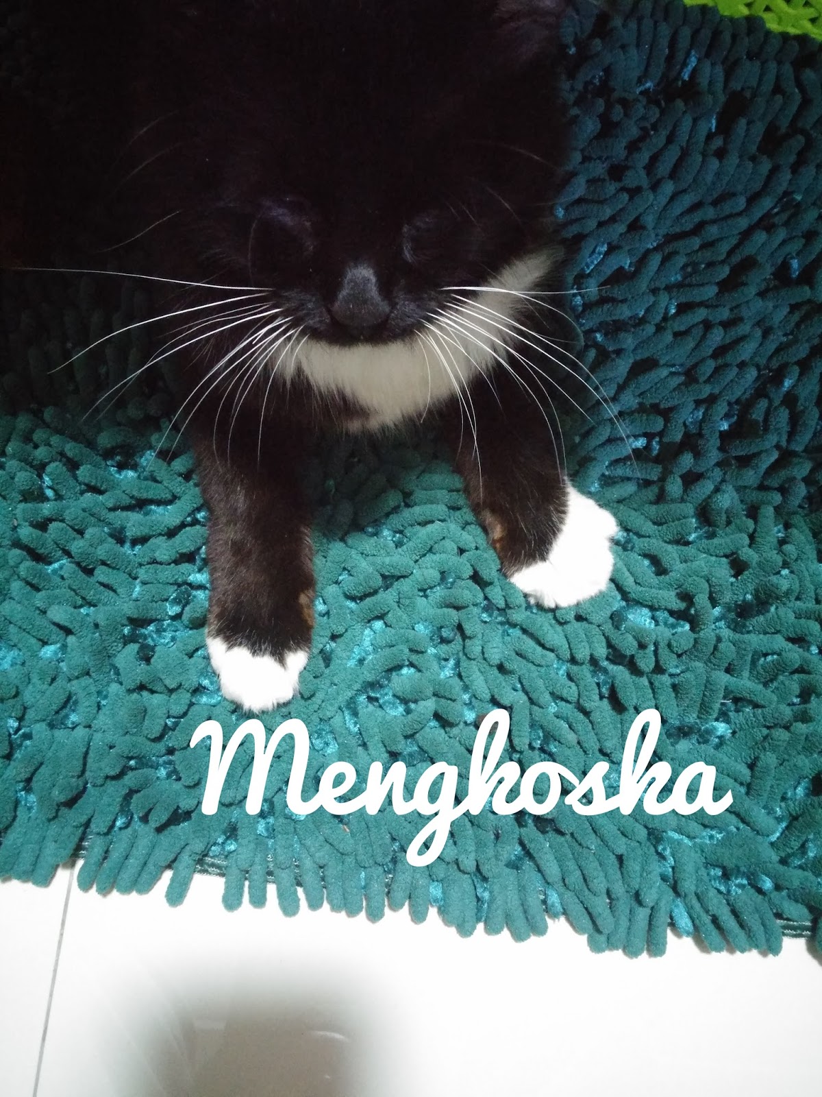 Detail Kucing Anggora Warna Hitam Putih Nomer 41
