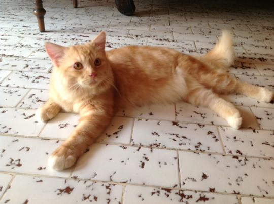 Kucing Anggora Warna Orange - KibrisPDR
