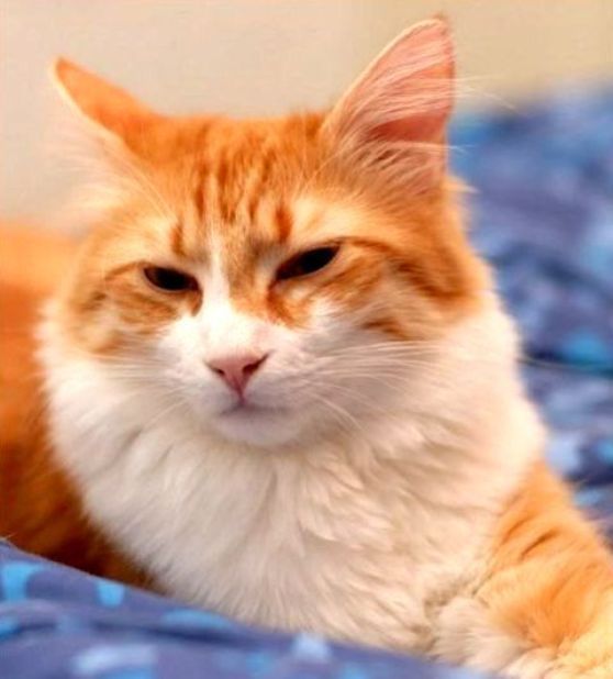 Detail Kucing Anggora Warna Orange Nomer 2