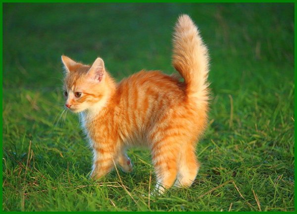 Detail Kucing Anggora Warna Orange Nomer 10