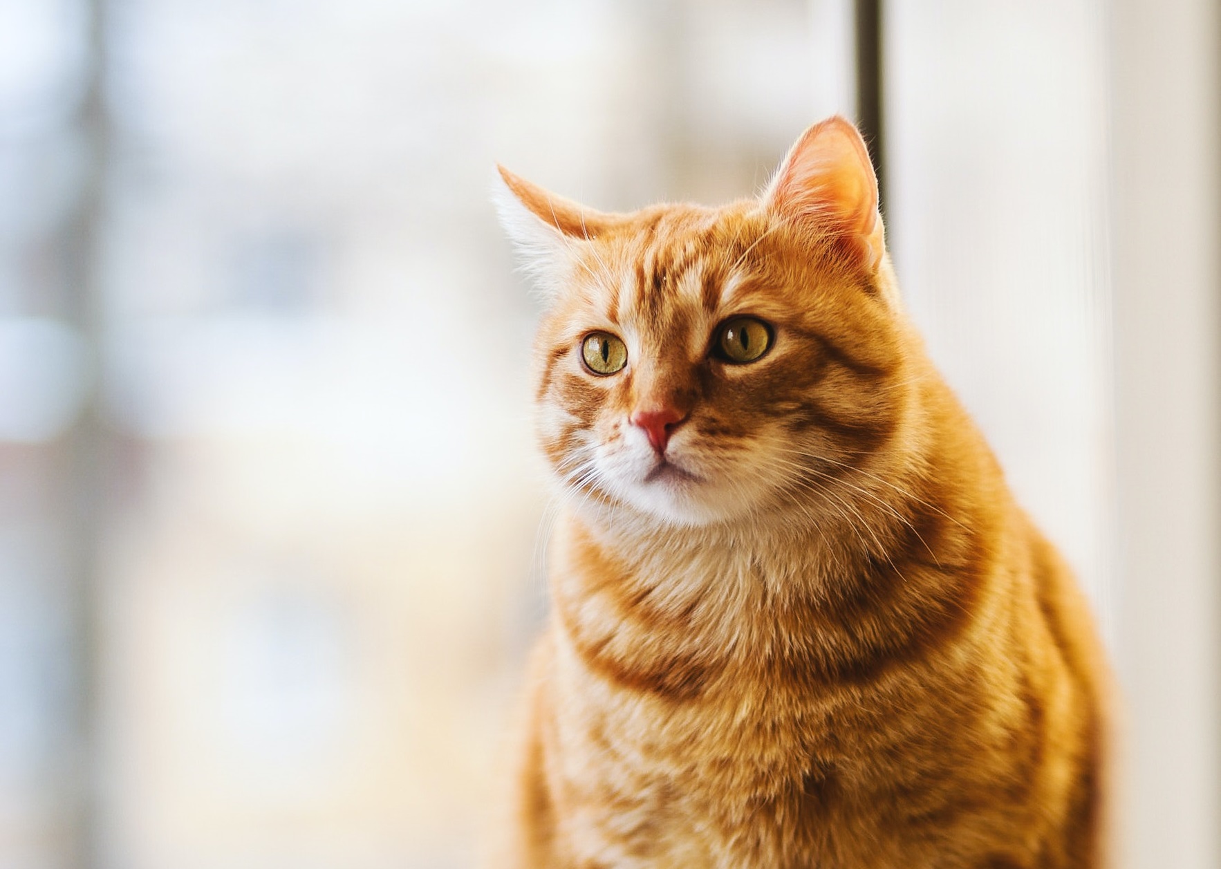 Detail Kucing Anggora Warna Orange Nomer 11
