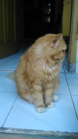Detail Kucing Anggora Warna Orange Nomer 12