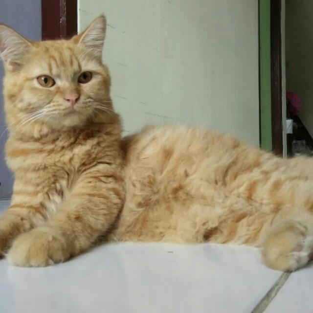 Detail Kucing Anggora Warna Orange Nomer 13