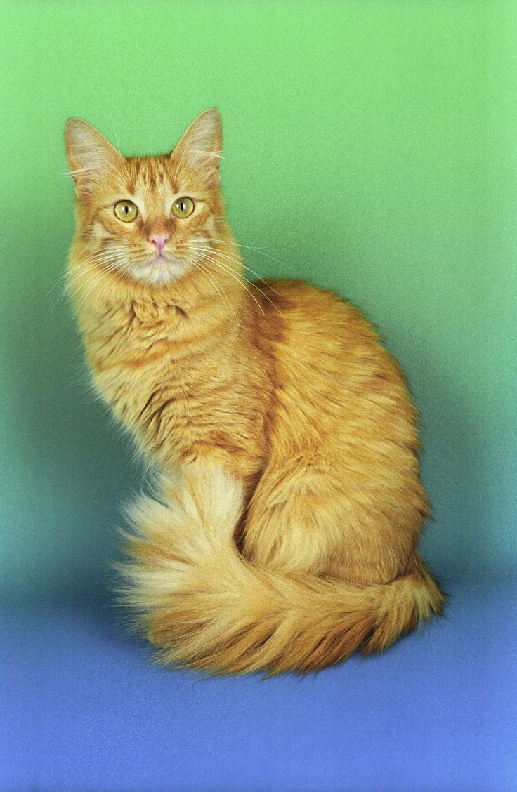 Detail Kucing Anggora Warna Orange Nomer 14
