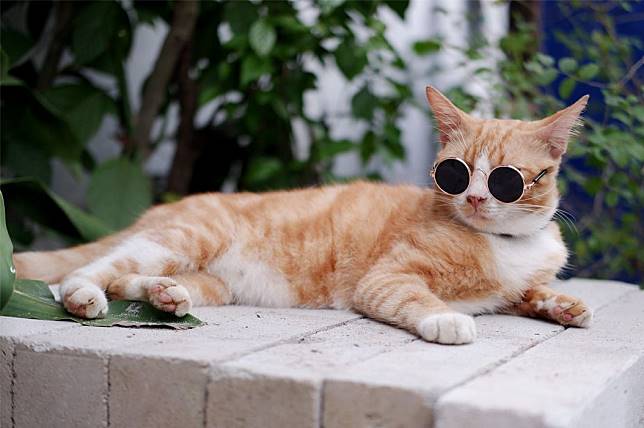 Detail Kucing Anggora Warna Orange Nomer 15