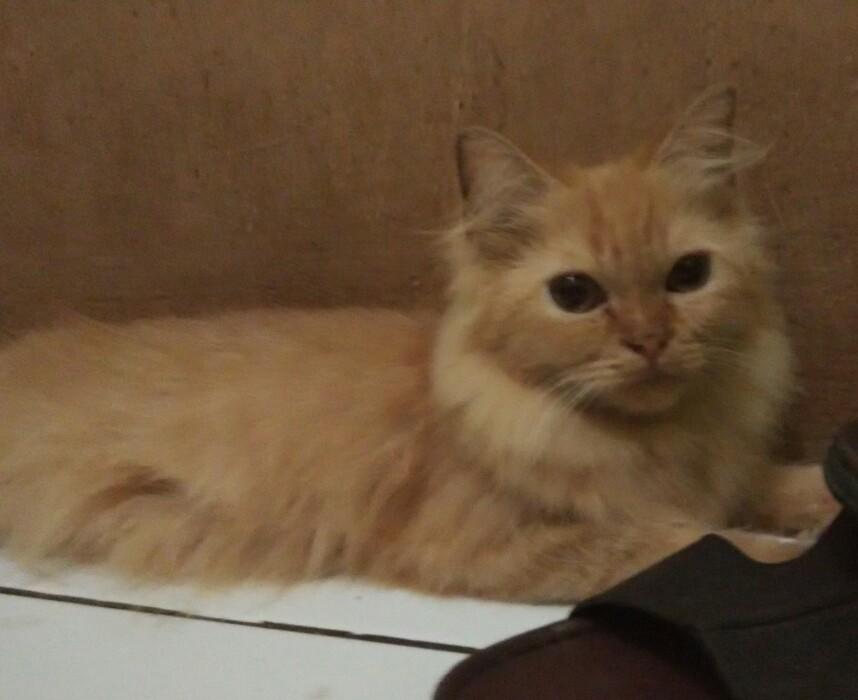 Detail Kucing Anggora Warna Orange Nomer 16