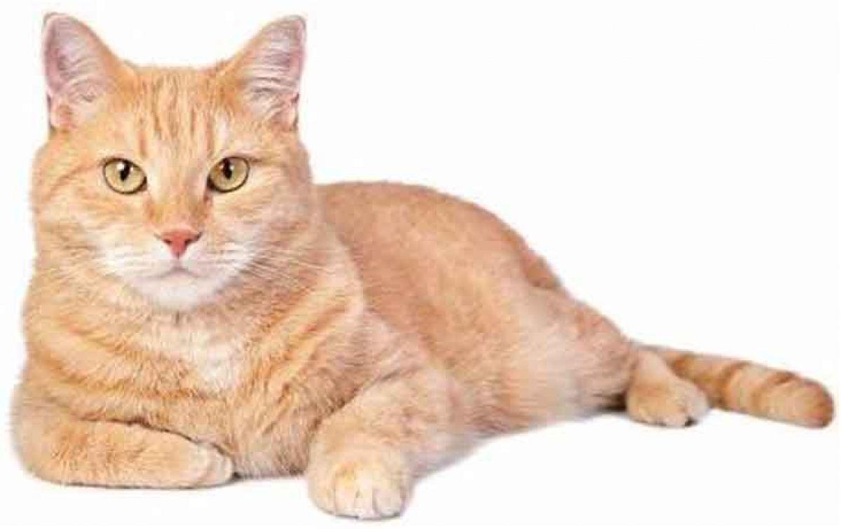 Detail Kucing Anggora Warna Orange Nomer 17
