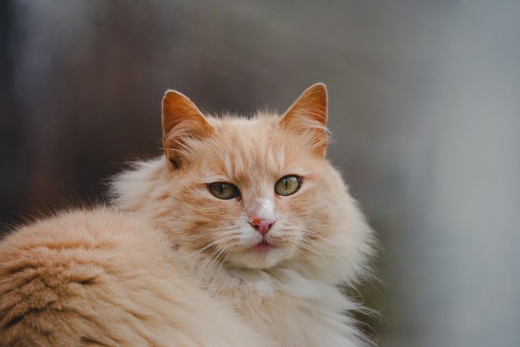 Detail Kucing Anggora Warna Orange Nomer 18