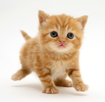 Detail Kucing Anggora Warna Orange Nomer 3