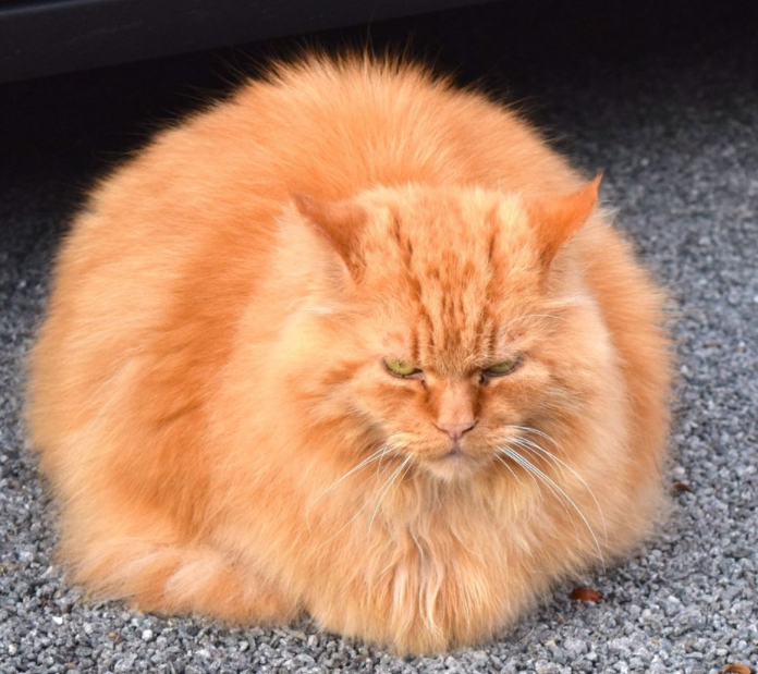 Detail Kucing Anggora Warna Orange Nomer 20