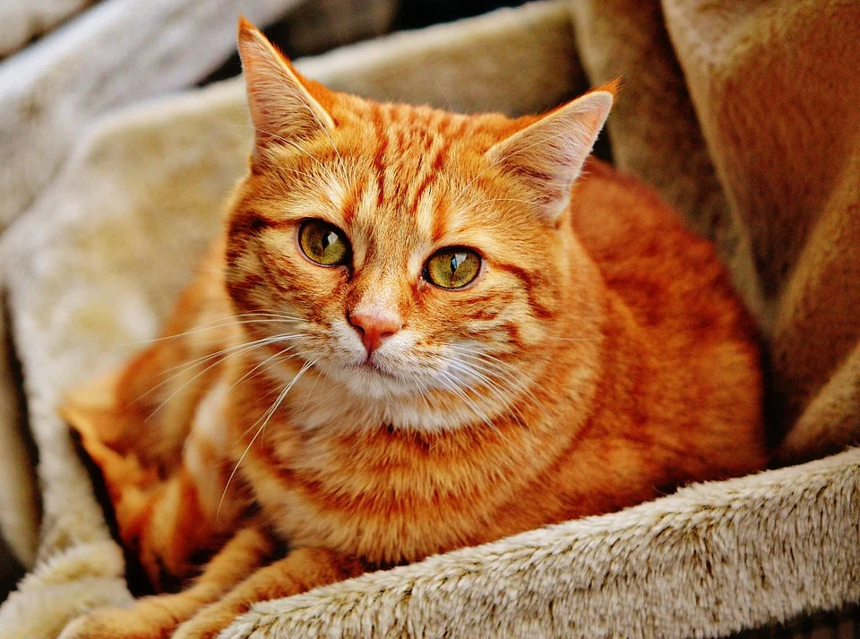 Detail Kucing Anggora Warna Orange Nomer 22