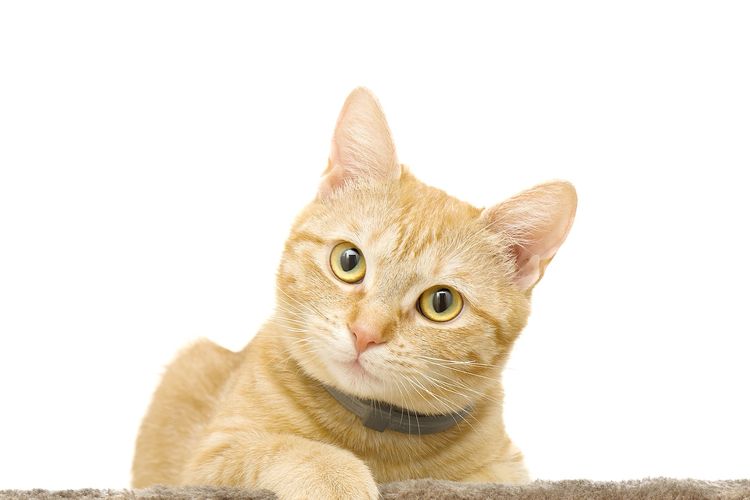 Detail Kucing Anggora Warna Orange Nomer 23