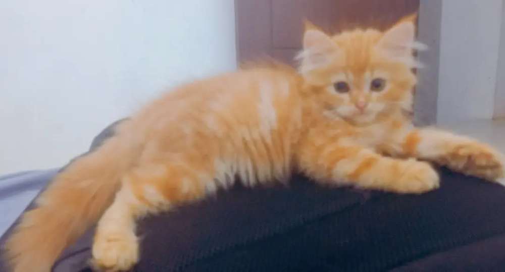 Detail Kucing Anggora Warna Orange Nomer 25