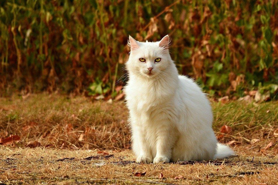Detail Kucing Anggora Warna Orange Nomer 26