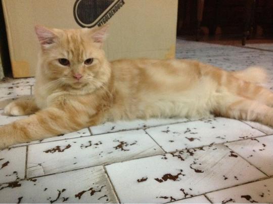 Detail Kucing Anggora Warna Orange Nomer 4