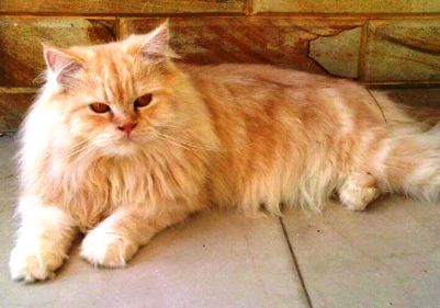 Detail Kucing Anggora Warna Orange Nomer 29