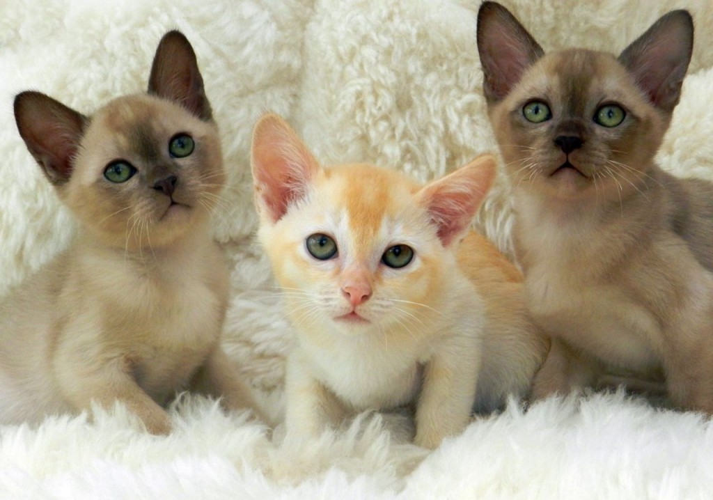 Detail Kucing Anggora Warna Orange Nomer 30