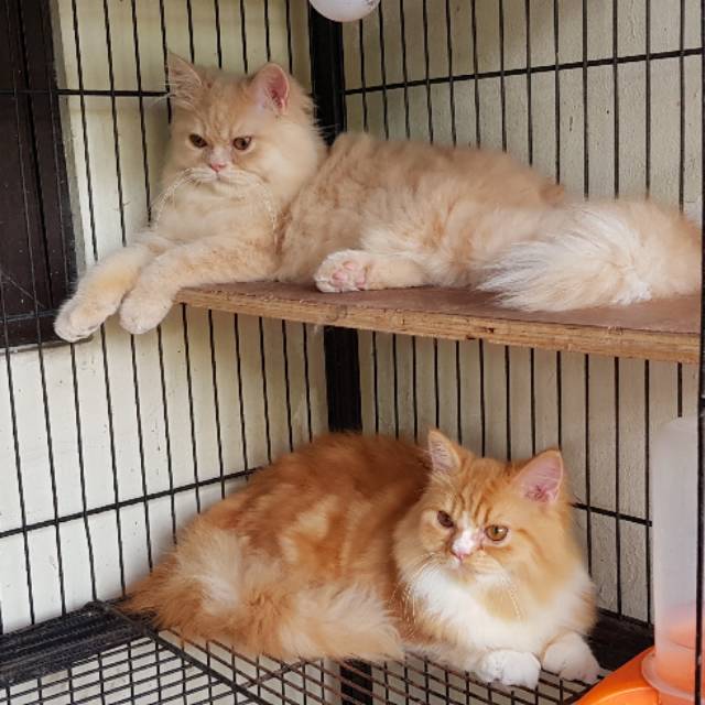 Detail Kucing Anggora Warna Orange Nomer 32