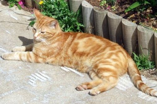 Detail Kucing Anggora Warna Orange Nomer 33