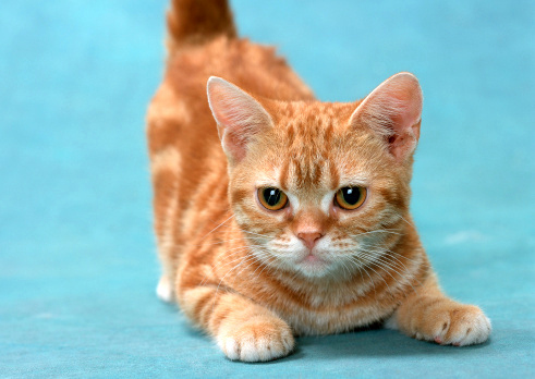 Detail Kucing Anggora Warna Orange Nomer 34