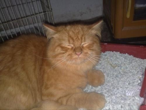 Detail Kucing Anggora Warna Orange Nomer 36