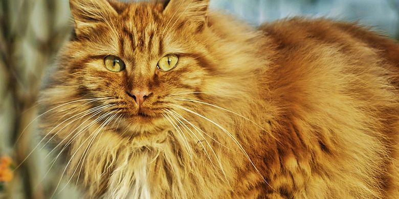 Detail Kucing Anggora Warna Orange Nomer 37