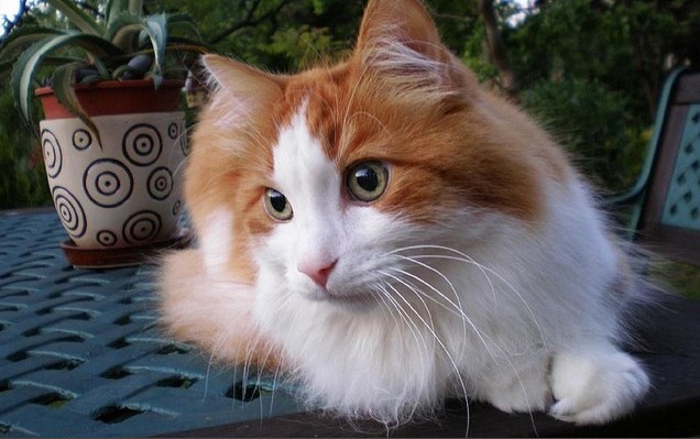 Detail Kucing Anggora Warna Orange Nomer 42