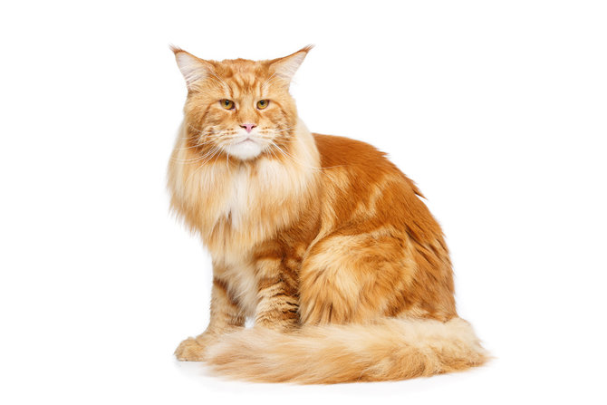 Detail Kucing Anggora Warna Orange Nomer 43